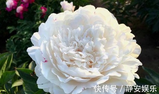此“花”漂亮不输牡丹,自古就是名花,但未入选“中国十大名花”