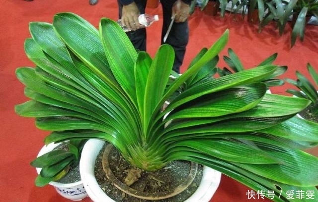 君子兰3年不开花,老婆在盆里埋了一点“它”,花开红火像太阳