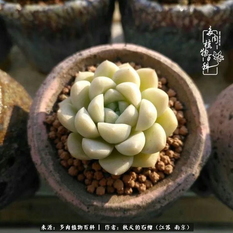 渡劫归来的肉肉,谁是谁的前世,谁又成了谁的今生