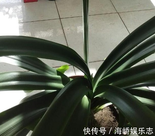 开花|家里的君子兰为什么就是不开花彻底学会这些 其实不难！
