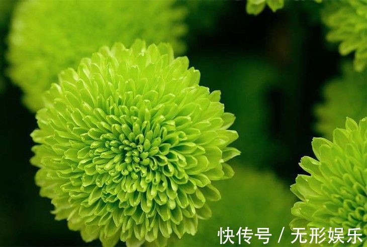 喜欢菊花,就养这几盆“菊中珍品”,花开似牡丹,艳压群芳!