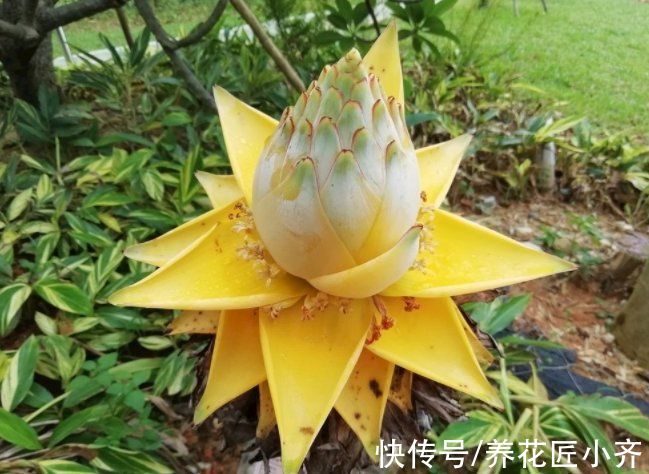 9种“巨花”植物,开花堪比“脸盘”,美得很独特,美得很霸气