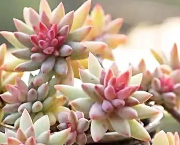 不养一盆树冰你就不知道多肉有多美,掌握4个方法,天冷就变美