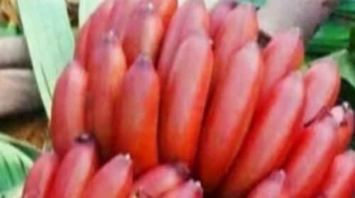 超市最常见的3种食物，美容养生、滋润肌肤，爱吃就赚了！