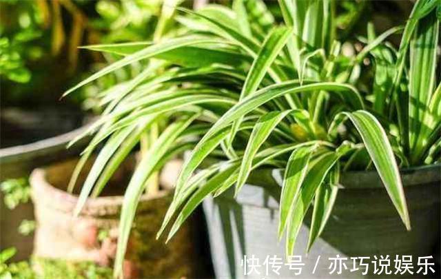 啤酒|啤酒养花的妙用，啤酒浇吊兰，吊兰长得绿油油！