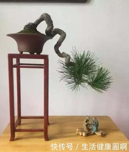 爱木盆景I 黑松家庭养护小记！