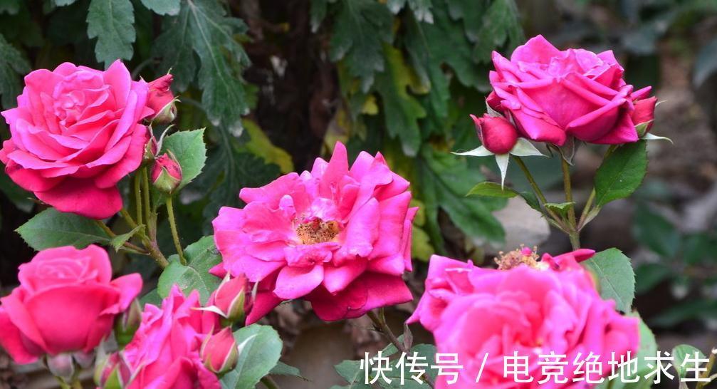 窗台|什么样的家庭环境不适合养月季,这3个条件不满足,月季很难养