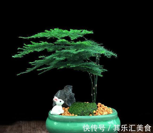 家中养“5种竹”,富贵不俗,护家祥瑞,好日子节节高升