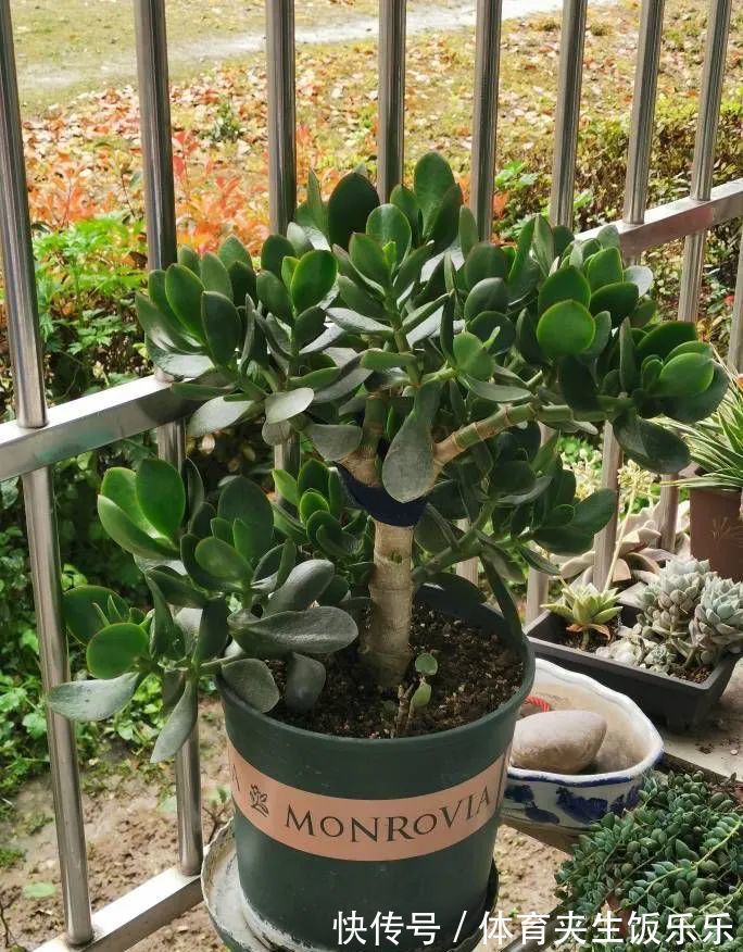 玉树如何修剪?轻松2步,养成枝繁叶茂的小树、枝壮叶绿又开花