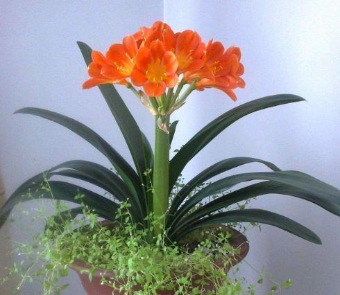 养好君子兰很简单,只需要在盆土中加点料就可以了!