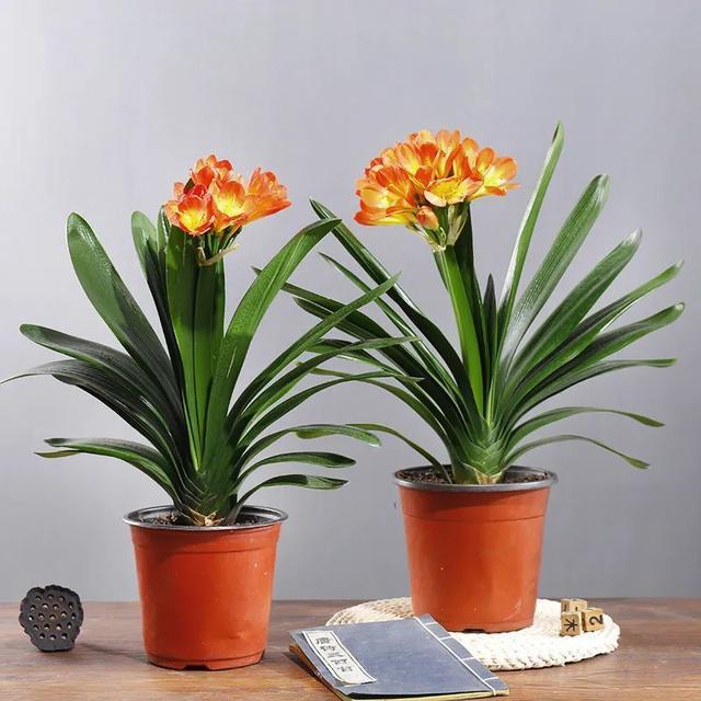 君子兰的土里掺点“它”，10年不烂根，越长越壮实