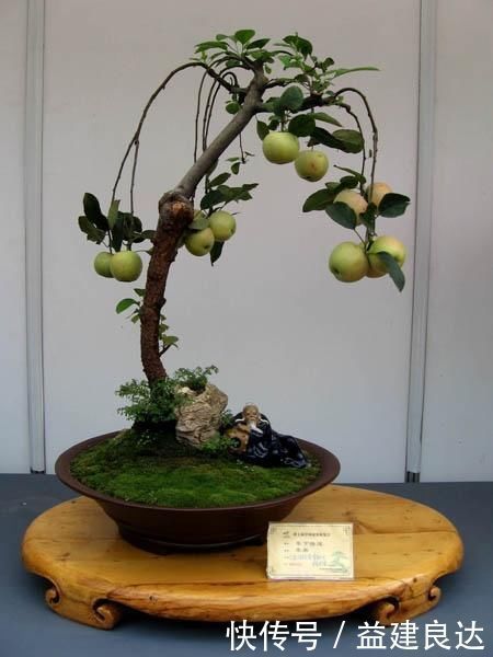 极品水果盆景,这辈子能有一盆,就值了
