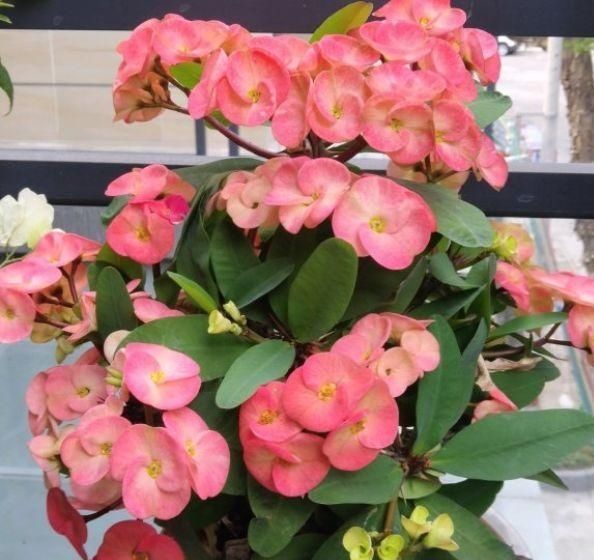 光照|1种“霸气”花,只要有太阳,天天能开花,掌握方法太好养