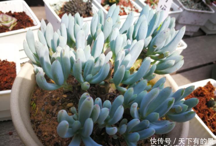 蓝松蓝松|超级皮实,可以直接地栽,养成老桩以后非常有韵味的多肉——蓝松