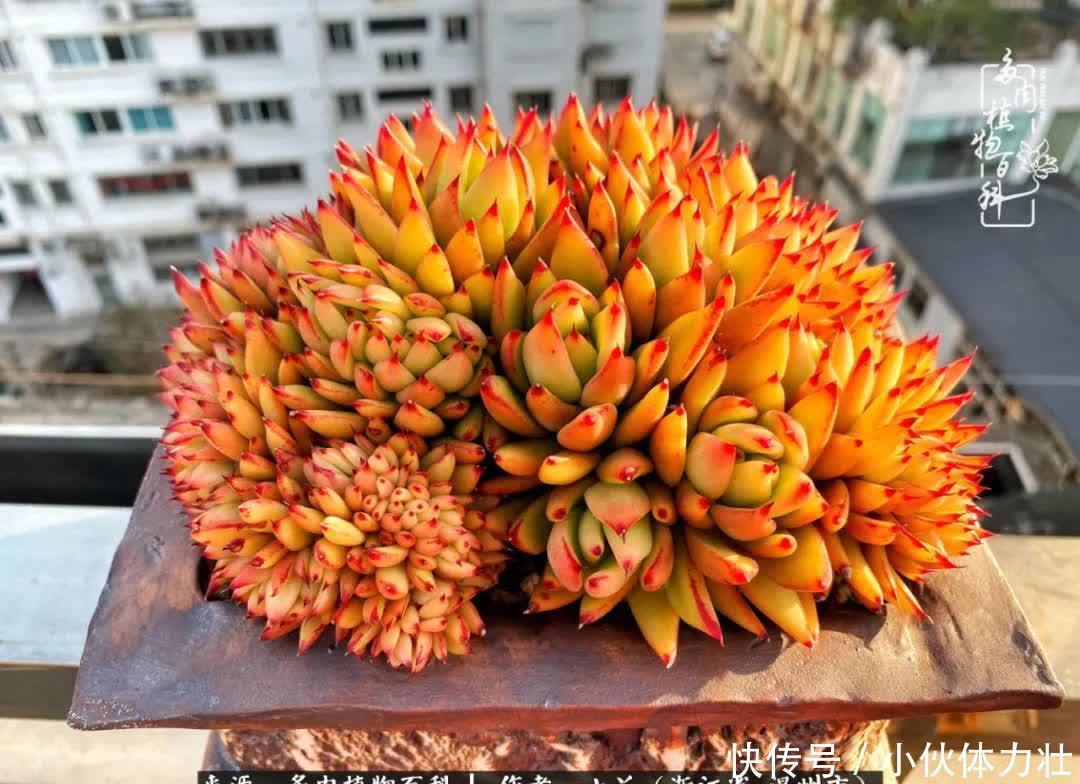 多肉|繁华落幕尽铅华,姹紫嫣红刹那,余生不长,因爱而芳华!