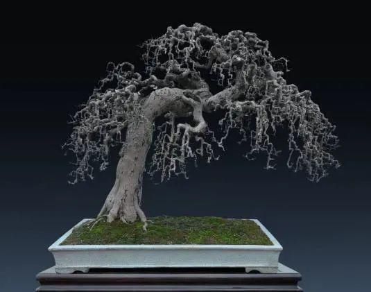 盆景制作技法夏天来到,盆景脱衣换锦,有6种好处