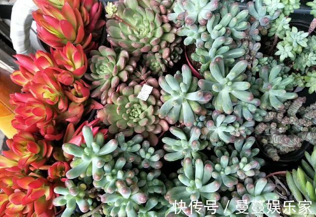 盆栽种|多肉植物用瓷盆栽种还是塑料盆好多肉植物有哪些养殖技术