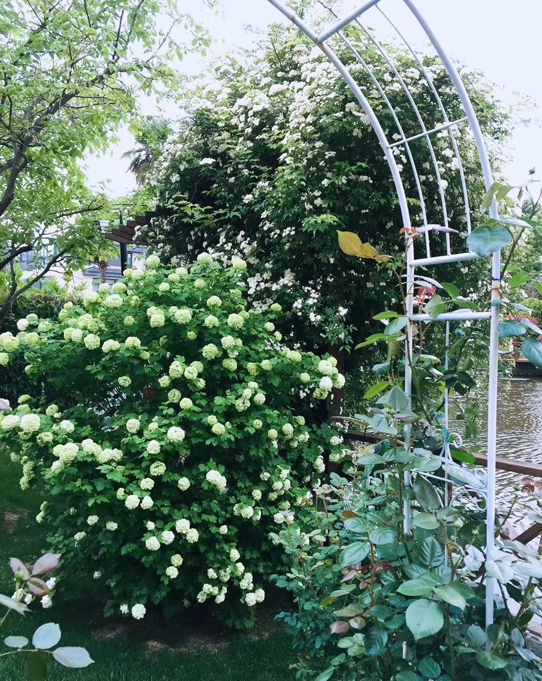 庭院里养“四种花”,漂亮大气又好养,三季有花四季有景