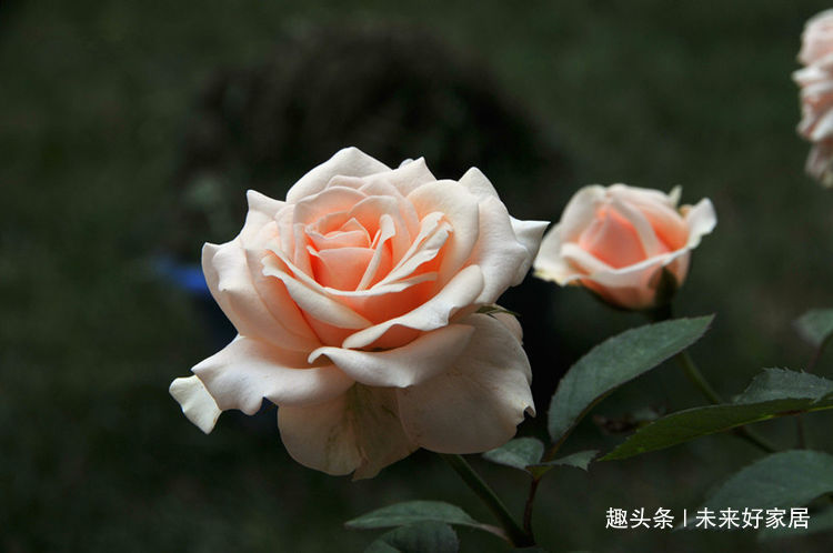 观音莲|喜欢三角梅,不如首选“优良名品”柠檬黄三角梅,花开艳丽多姿!