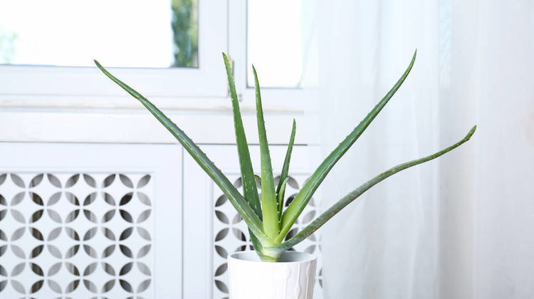 适合养在卧室的3种花,净化空气助睡眠,释放氧气利健康,好养活