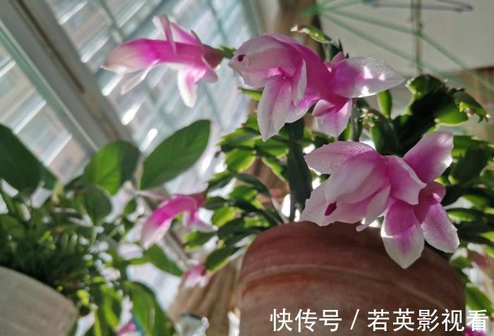 叶片|蟹爪兰度夏后叶片又薄又蔫,3招养厚叶片,秋花砰砰开爆盆!