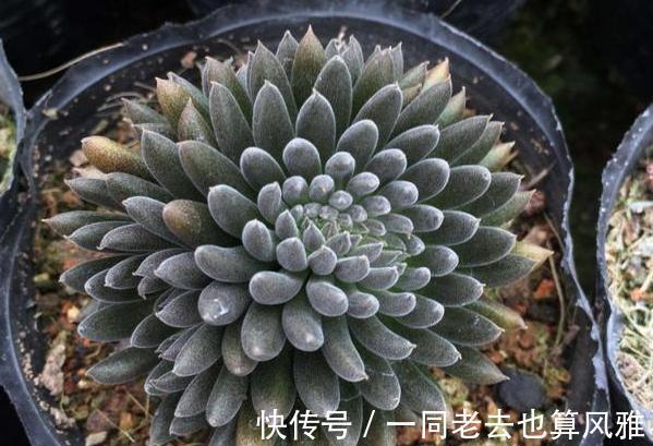 盆栽多肉如何长秋膘、出状态满足4个要求,不负秋日大好时光