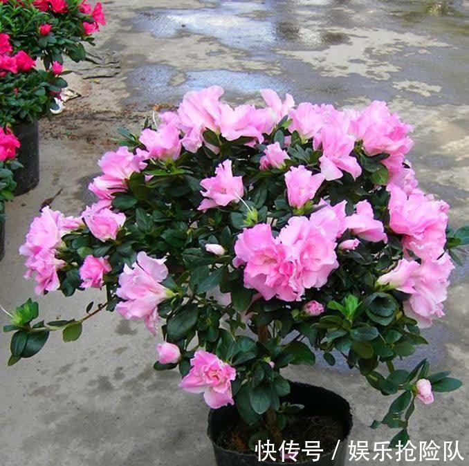 富贵竹|秋季养花选什么合适?这4种,搁置的地方合适轻松养好