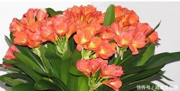 在水里加点它,养出来的绿萝君子兰疯长不断,叶片油亮有光泽