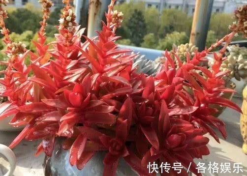 颜色|多肉火祭怎么盆栽教你3个小妙招,养出颜色鲜艳火红的火祭