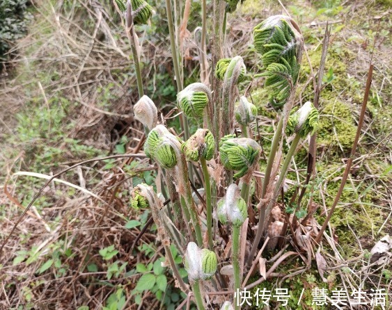 小根|65种野菜图片，带你认识不同的野菜和吃法，你想要的野菜这里都有