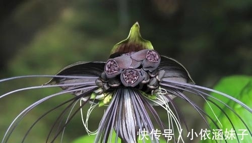 长相|盘点10种长相怪异的植物，你都见过几种？