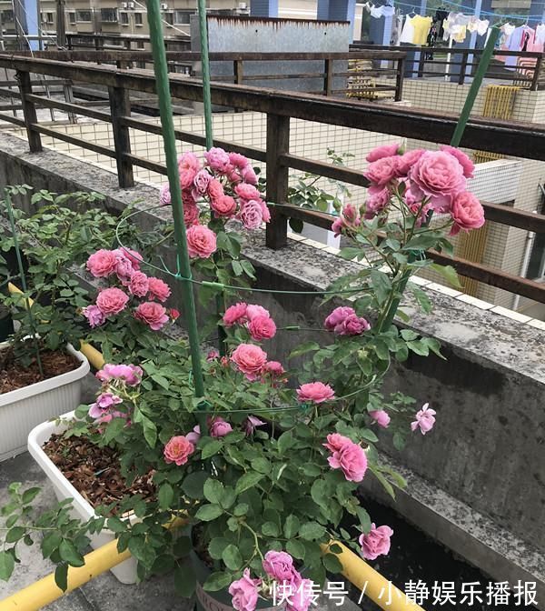月季花|月季里的“开花机器”,能开一整年,花量非常多,阳台盆栽也可以