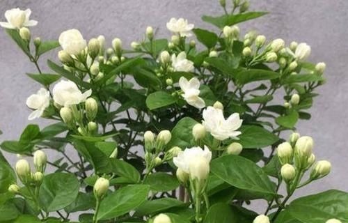 营养液|最厉害的养花营养液:给茉莉花喝一勺,叶片翠绿,开出层叠群花