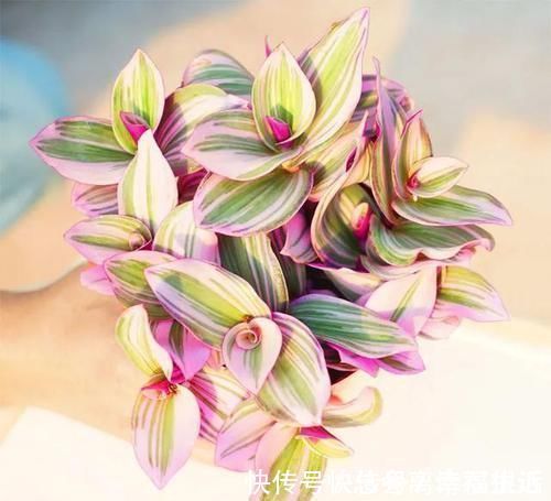 油画婚礼|吊兰中的贵族“油画婚礼”,一叶多色,好养易活,自带浪漫气息