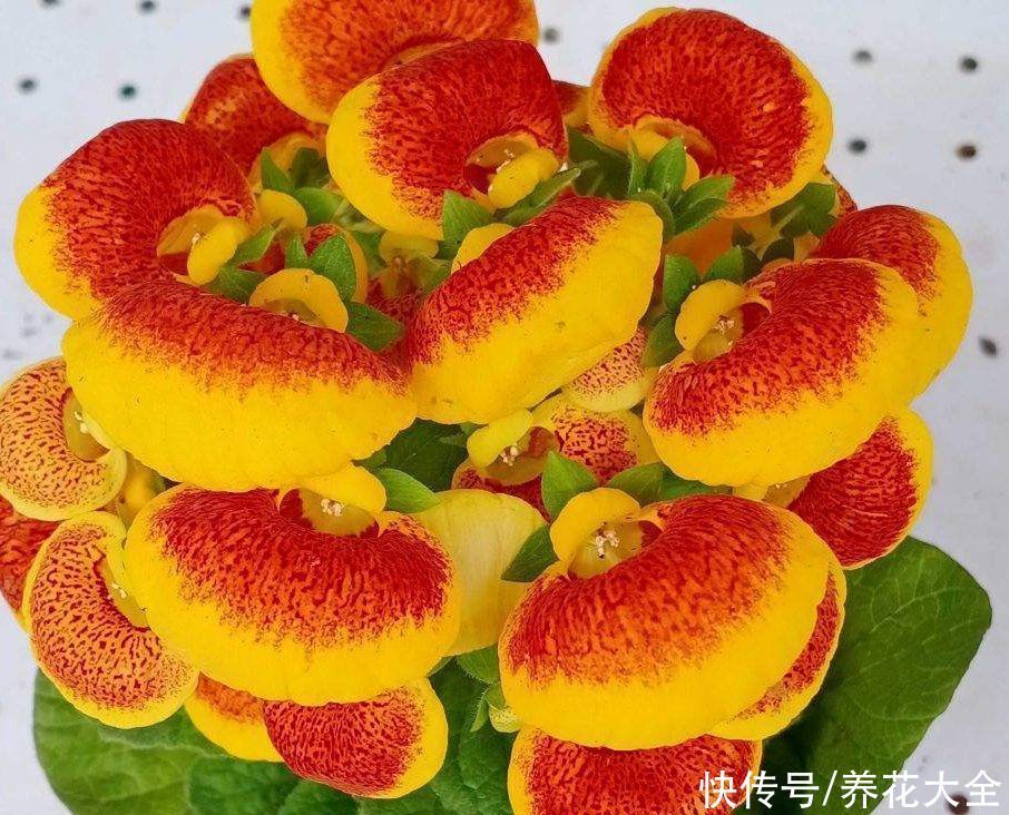 蒲包花|家里养盆“钱袋子”花，新的一年祈祷好运，招财进宝好兆头