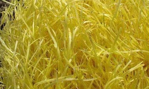 种植韭黄|原来韭黄也能自家种,不用阳光就能呼呼长,割了一茬又一茬