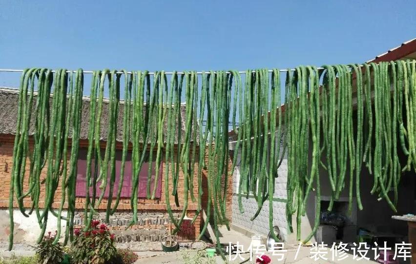 豆角|晒豆角干，有人直接晒，有人焯水，都不对，教你正确方法，好又快
