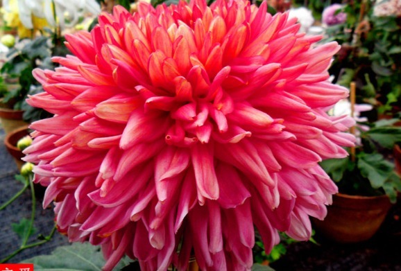 喜欢菊花,就养盆“菊中珍品”灯光荷,红光芍药,婀娜多姿