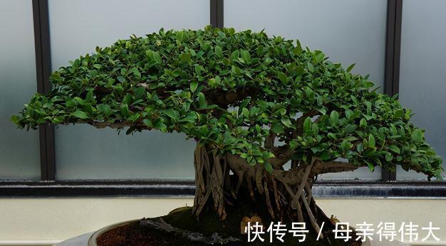 盆景叶片太大,如何控叶