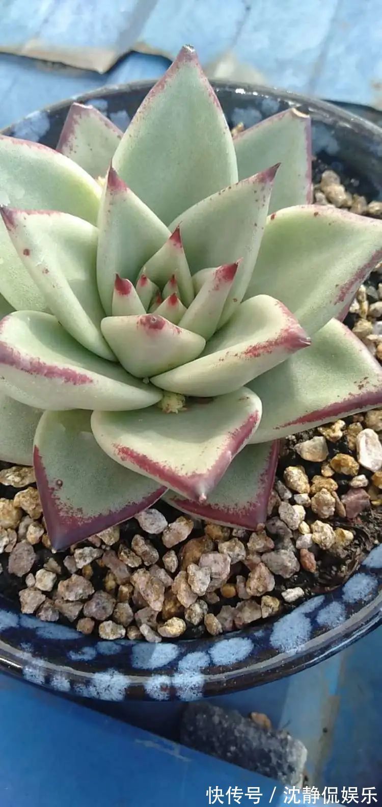 昂斯诺|一直都养不活花,直到遇见了多肉!只要用心,就能变美!