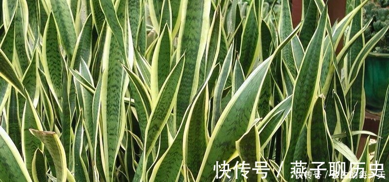这3种“金边植物”，有钱人必养！往客厅一摆，难怪越来越富有！