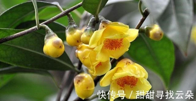 它被誉为“植物大熊猫”,花色金黄,营养丰富,观赏食用两不误!