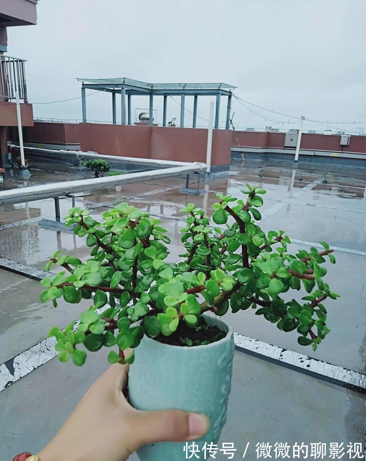 5种公认的富贵花,适合养客厅,贵气又吉祥,有钱人家都爱养