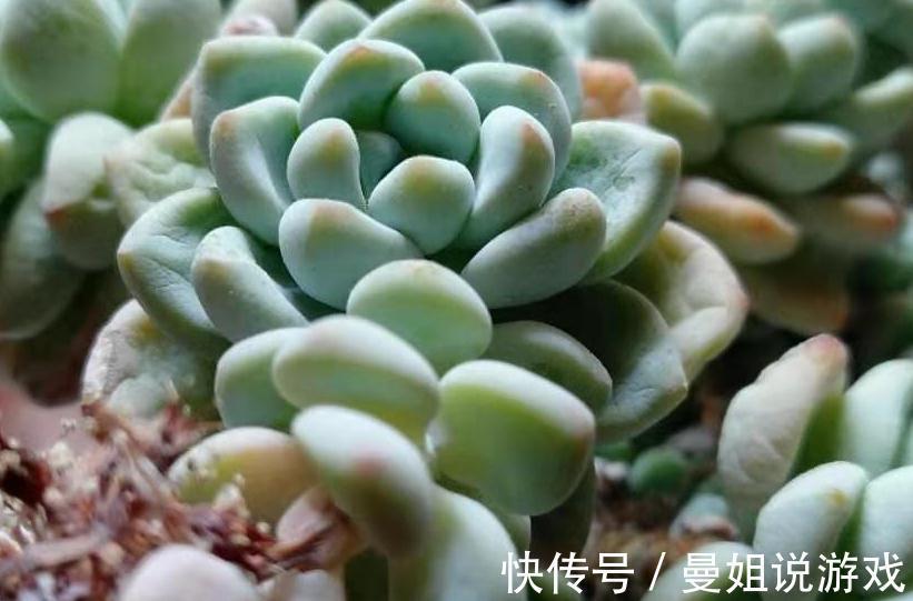 植株|多肉爆侧芽怎么处理,看完这三种方法,你心里就有数了