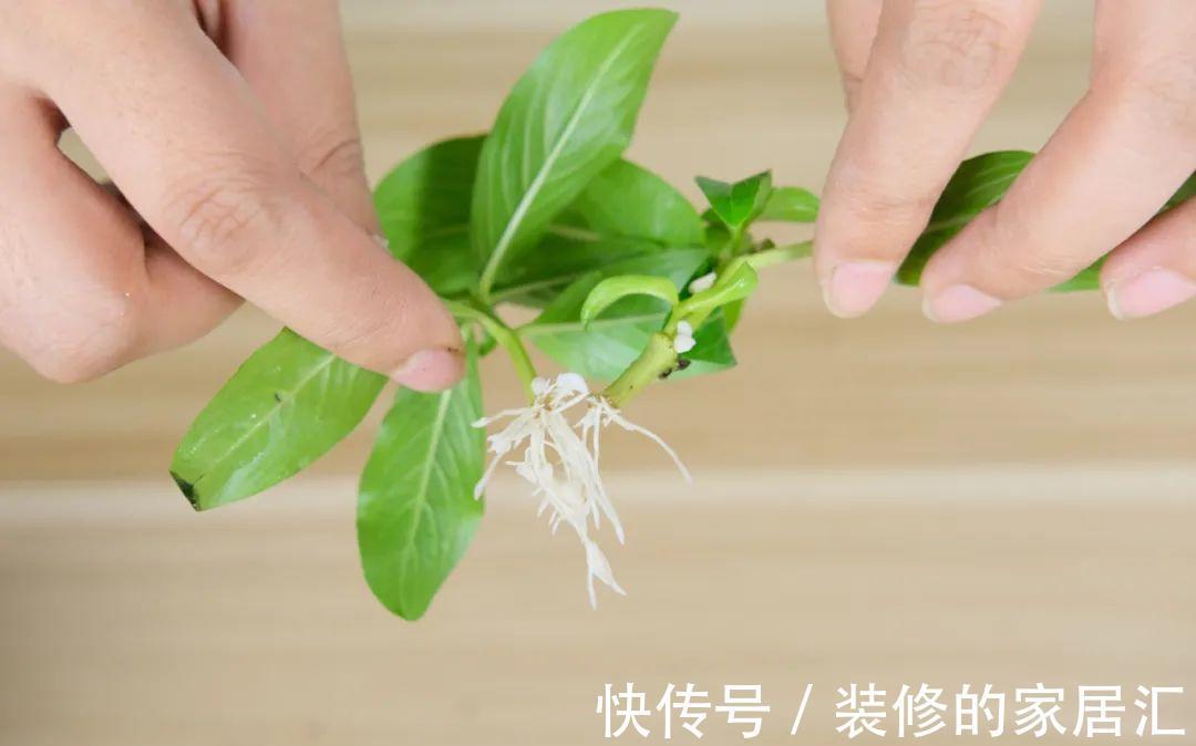枝条|6种花别养老桩，越老越不开花，赶紧扦插备份
