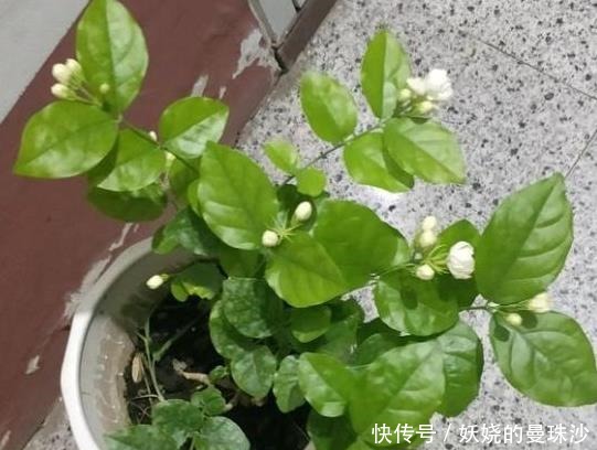 修剪|养茉莉花,2个“时机”强修剪,植株矮壮,花量“暴增”!