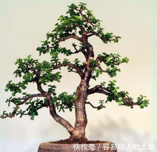 施肥|金枝玉叶有四怕,避免四点,养护金枝玉叶不再难