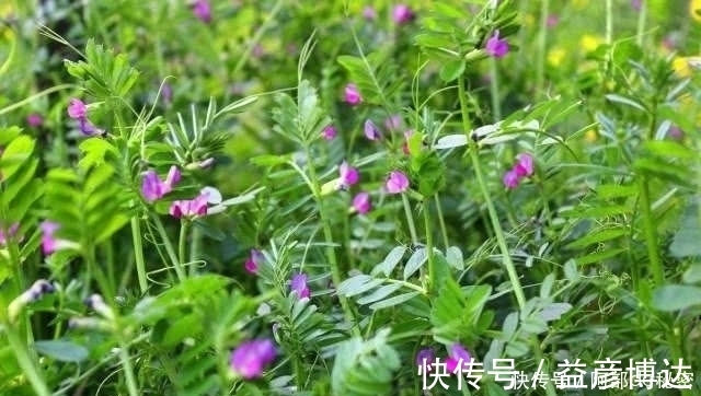 红背菜|农村4种常见野菜，殊不知强身补男，比名贵药材好，见到别踩死