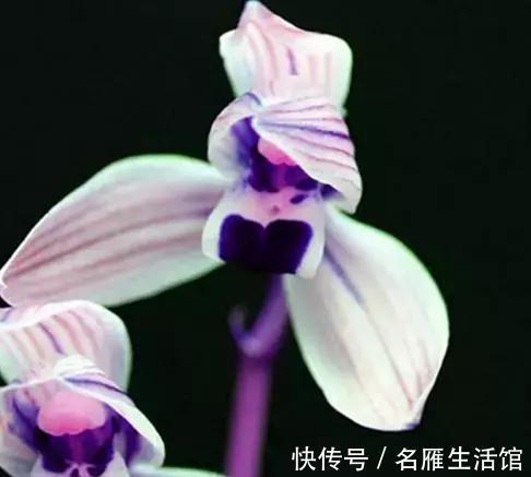 此兰是兰中的绝品，花色难得可贵，花香沁人心脾，无人不爱