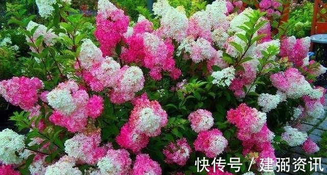 花型巨大,酷似火炬的绣球花,一年变小树,越冷越美艳